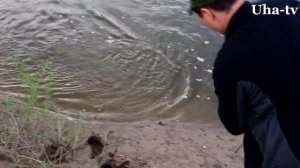 Рыбалка на фидер р.Цивиль. Голавль. (Uha-tv)