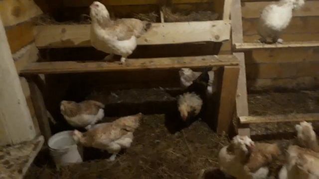 Куры. Фавероль. Золотые яйца. смотреть онлайн