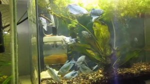 ТРЯСУЧКА У РЫБОК. ЛЕЧЕНИЕ. ПРИВОЖУ АКВАРИУМЫ ПОСЛЕ ЭКСПЕРИМЕНТОВ.