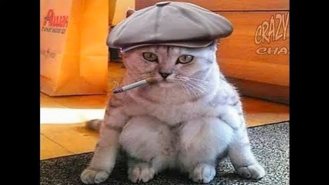 Я РЖАЛ ПОЛ ЧАСА. Смешные коты и собаки. ПРИКОЛЫ С ЖИВОТНЫМИ. Cute Cates #3