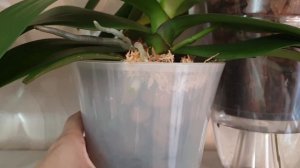 Уход за орхидеями летом в жару || 4 способа помочь орхидеям в жару