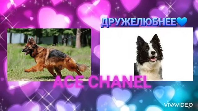 Сравнении Немецкой овчаркой и Бордер колли смотреть онлайн