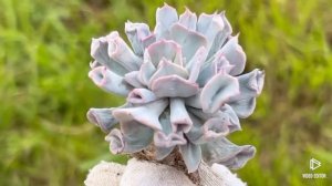 Echeveria ‘Pig Nose’ (Trumpet)