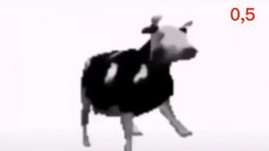 польская корова очень медленно дэнсит