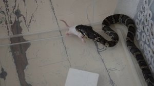 Амурский полоз