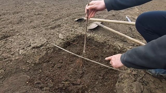 Закладка фруктового сада. ?Как заложить яблоневый сад?????? что необходимо знать. смотреть онлайн