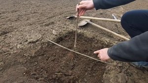 Закладка фруктового сада. ?Как заложить яблоневый сад?????? что необходимо знать.