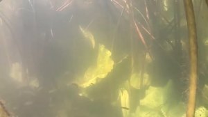 Водные растения в природе Телорез, Роголистник, Уруть, Нимфея, Кубышка, Валлиснерия, Водокрас, Турч