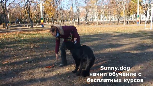 Собака слышит вас/ Как научить слушаться при кошках/собаках. Этап 1 на видео смотреть онлайн