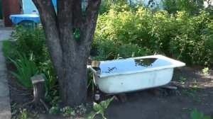 Заливаю водой  перцы. Как поливать перец