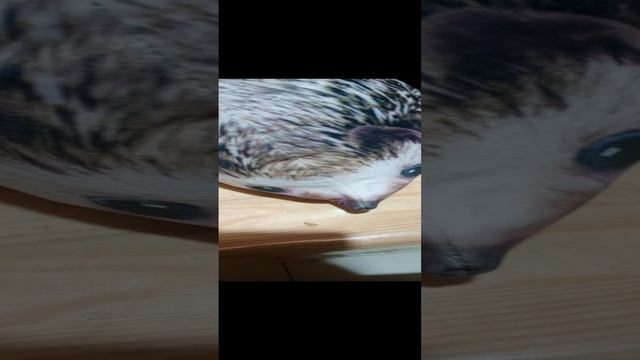 Хренобус шлёпа и капибара в бане часть 2