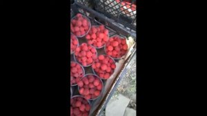 Малина Болгарский рубин