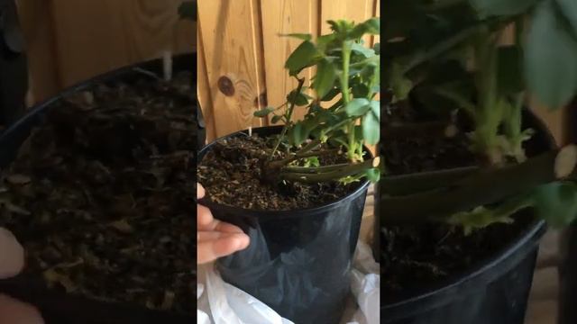 Заказ роз и котовника в ИМ Плантмания смотреть онлайн