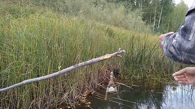 На пороге осени.Ловля хищной рыбы в конце августа. смотреть онлайн