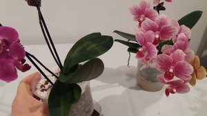 Как ухаживать за мини орхидеями