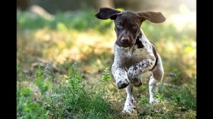 Первая стойка. Михаил Пришвин