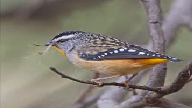 January 26: Australia Day 2021 Celebrations Google doodle honoring Maria Island смотреть онлайн