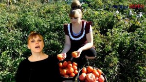 Почему у ТОМАТОВ опадают ЦВЕТЫ и ЗАВЯЗИ?