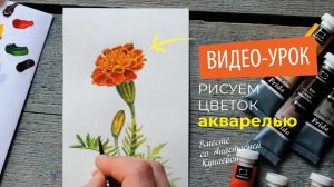 Рисуем ботаническую иллюстрацию акварелью