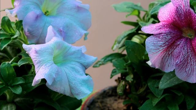 How to grow and Care Petunia Plant | Winter flower Plant