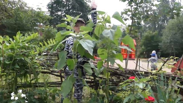 Подсолнух добра. Огород в детском саду. смотреть онлайн
