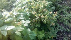 Быстрая подкормка малины нитроаммофоской