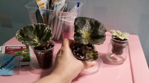 Новинки фиалок! Обязательна ли входящая обработка? Признаки заражения фиалки. Чем обработать?