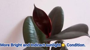 Grow Rubber plant in any condition/In Shade/In Semishade and Full Outdoor/In Hindi/English Subtitle