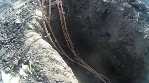 Катавлак. Омолаживание старого виноградного куста.