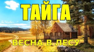 ВЕСНА  ЖИЗНЬ В ТАЙГЕ