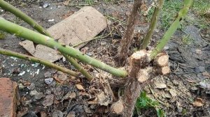 Обрезала плетистую  розу.