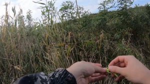 Окунь в октябре! Crazy Fish Perfect Jig 3-15! Осень!!! ЗАКАТ!!! #crazyfish #fishing #youtube #top