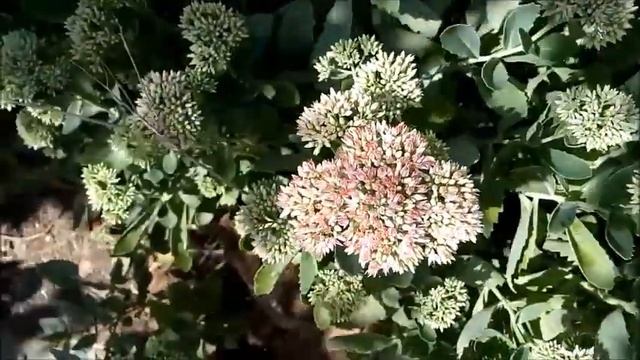 Hylotelephium spectabile (syn. Sedum spectabile) is a species in the stonecrop family Crassulaceae смотреть онлайн