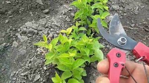 КАК СФОРМИРОВАТЬ ИЗ СЕЯНЦА КУСТ.ФОРМИРОВАНИЕ КУСТА С МАЛЕНЬКОГО САЖЕНЦА.ФОРМИРУЕМ,СРЕЗАЕМ