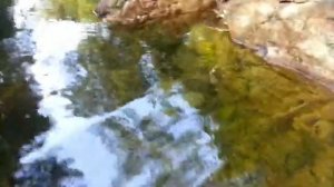 Ловушка на рыбу из 5 литровой бутылки