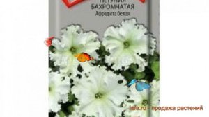 Петуния бахромчатая Афродита белая ? обзор: как сажать, семена петунии Афродита белая