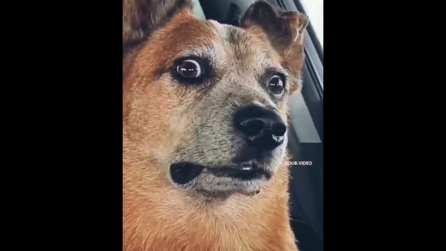 Приколы за сегодня за 5 минут. #231. Безумный танец. Неизвестное создание. смотреть онлайн