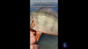 3 ТОПОВЫЕ приманки для микроджига