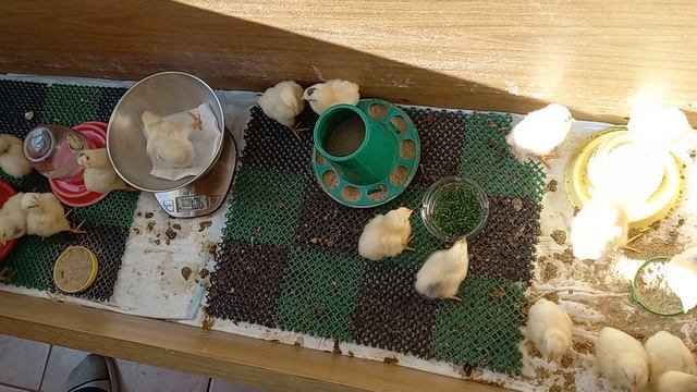 Цыплятам Кобб-500 3 дня и вес бройлеров