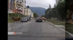 Корова выбежала на дорогу, врезалась в легковой автомобиль и убежала в Кабардино-Балкарии