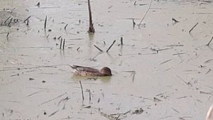 Серая утка и кряква ??