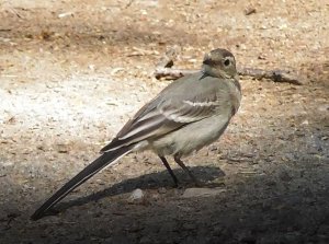 Белая Трясогузка, Motacilla alba, юная особь, 21.07.2022, Великий Новгород