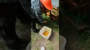донный пыльцесборник на шестирамочник.