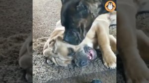 Для любителей Кане Корсо ? Смешные и симпатичные собаки Corno Cane