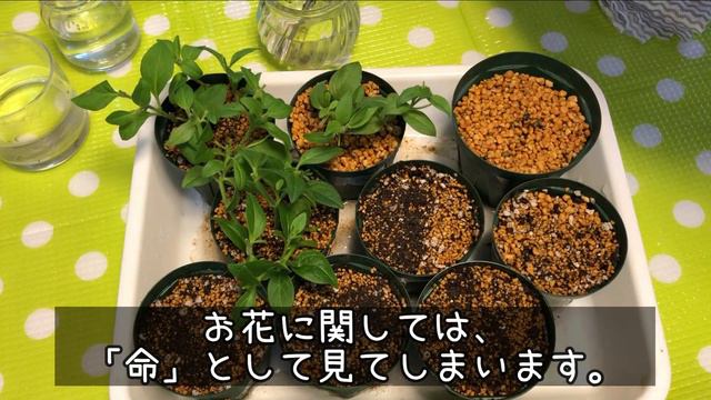 ⛄【冬越し】水挿しの結果発表/お気に入りのペチュニア/サンパチェンス/インパチェンス/カリブラコア[Wintering] Favorite Petunia/Sun Patience/Impatien