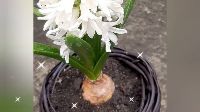 Цветы в Кашпо из Ротанга #кашпоизисскуственного ротанга#кашподляцветов #flowers #flowersinaflowerpo