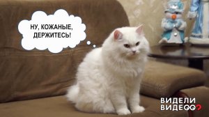 Кот и пылесос. Видели видео? Фрагмент выпуска от 08.01.2023