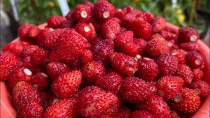 Что лучше земляника или клубника(виктория)?