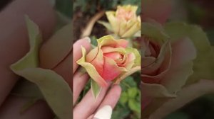 Pitahaya Питахайя