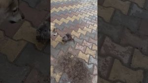 Первая притравка щенков лайки